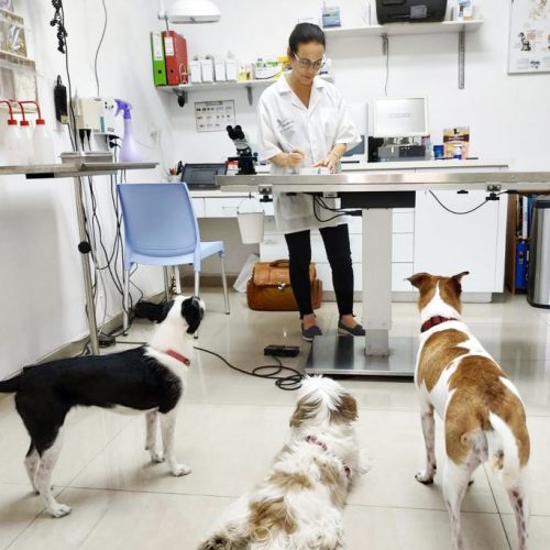 וטרינרית במרפאה עם כלבים